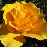 Gelb unique rose bush with lush foliage