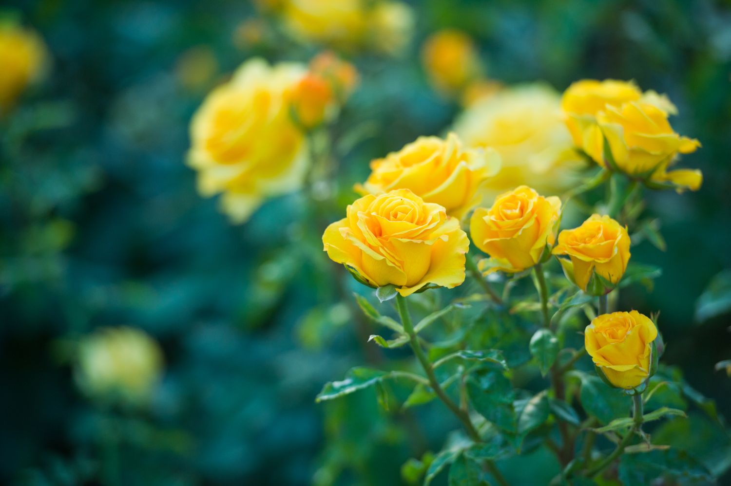 Close-up of bright golden rose bloom