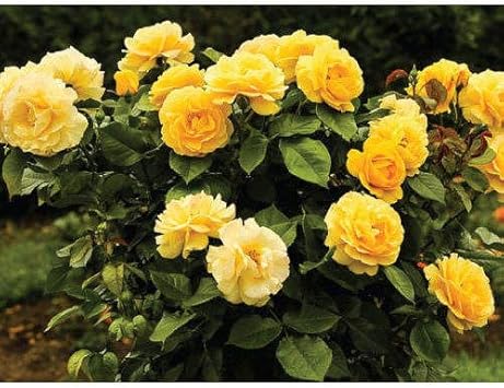 Gelb rose wachsend in decorative container