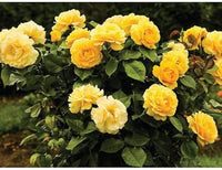Gelb rose wachsend in decorative container