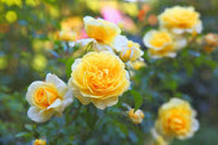 Gelb rose cut blumen for decoration
