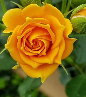 Gelb rose blume samen for anpflanzung