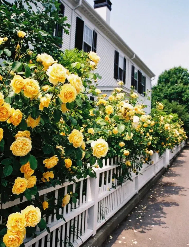 Gelb roses planted along garten border