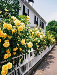 Gelb roses planted along garten border