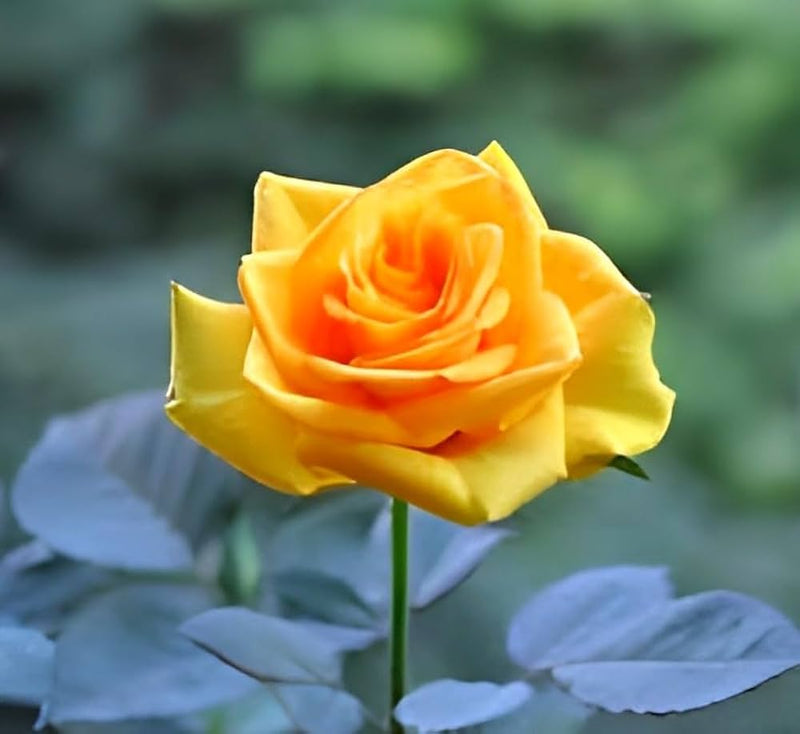 Gelb rose blume samen for anpflanzung