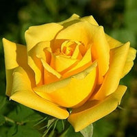 Gelb rose anpflanzung samen for gorgeous garten displays