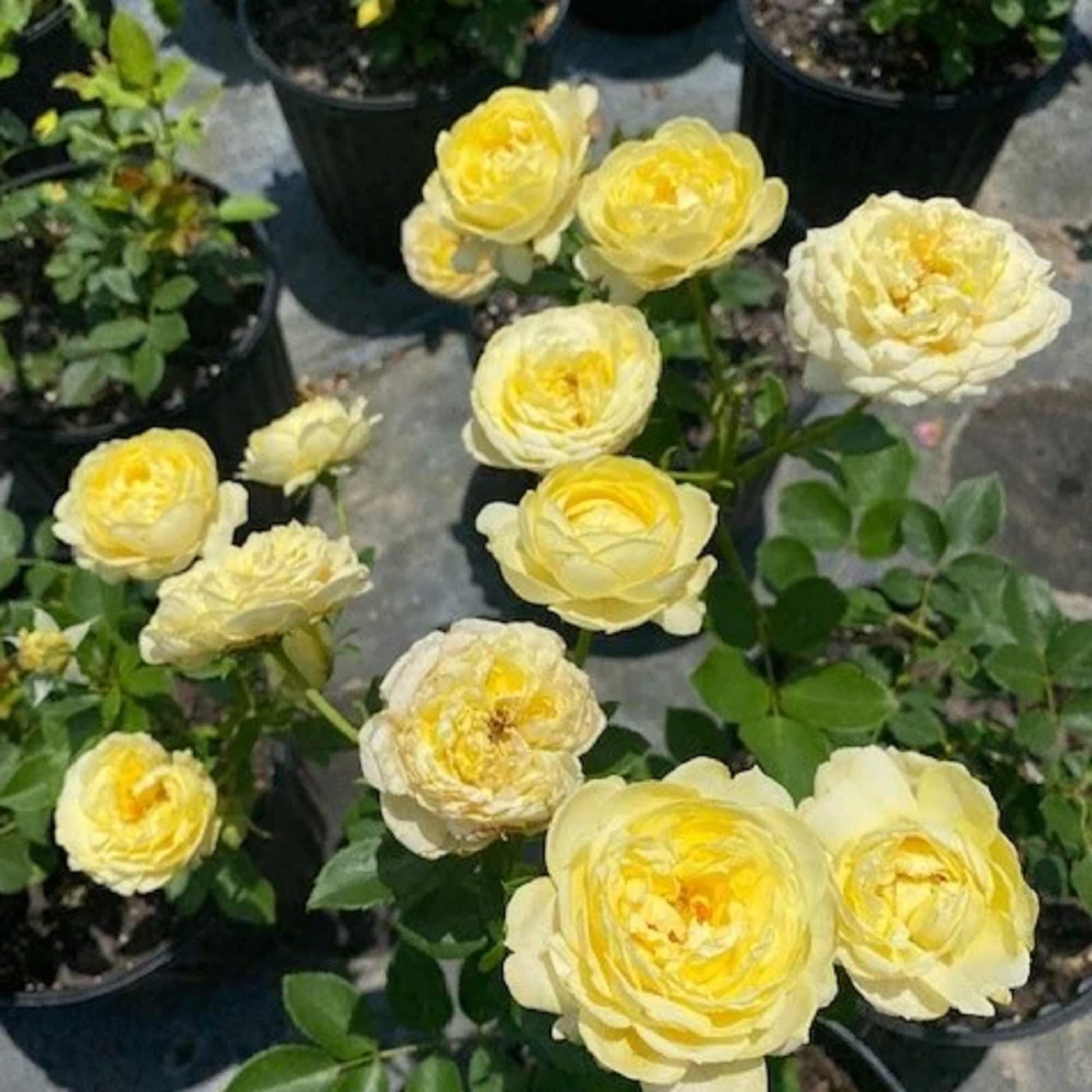 Gelb roses wachsend in töpfen
