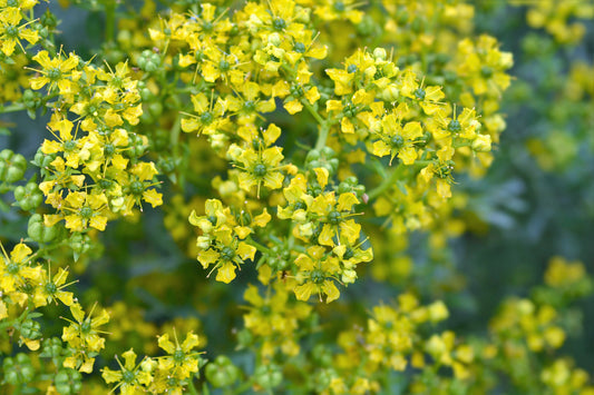 Yellow Rue Pflanze with bright yellow Blumen and aromatic leaves
