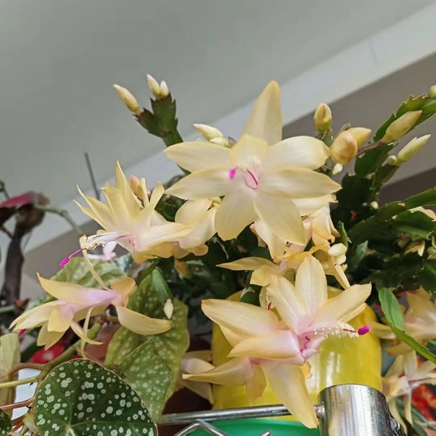 Gelb schlumbergera blume samen for anpflanzung
