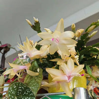 Gelb schlumbergera blume samen for anpflanzung