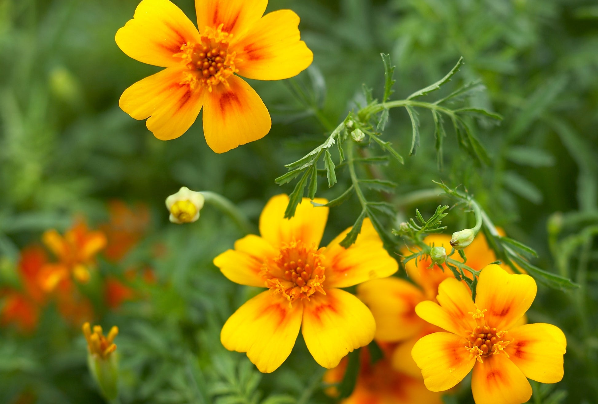 Bright gelb signet marigold samen for long-lasting flowering
