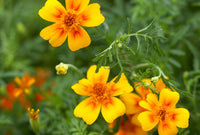 Bright gelb signet marigold samen for long-lasting flowering
