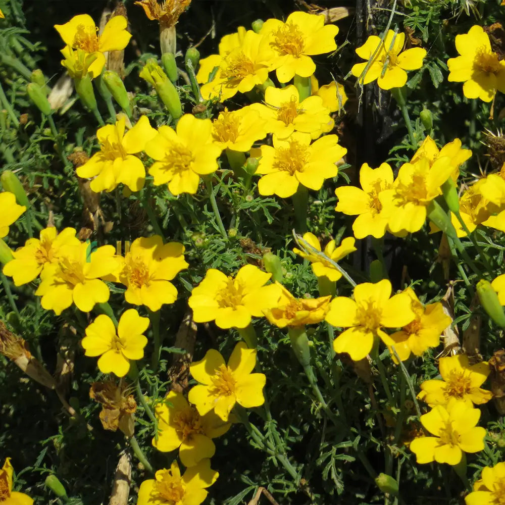Gelb signet marigold samen for vibrant garten blooms
