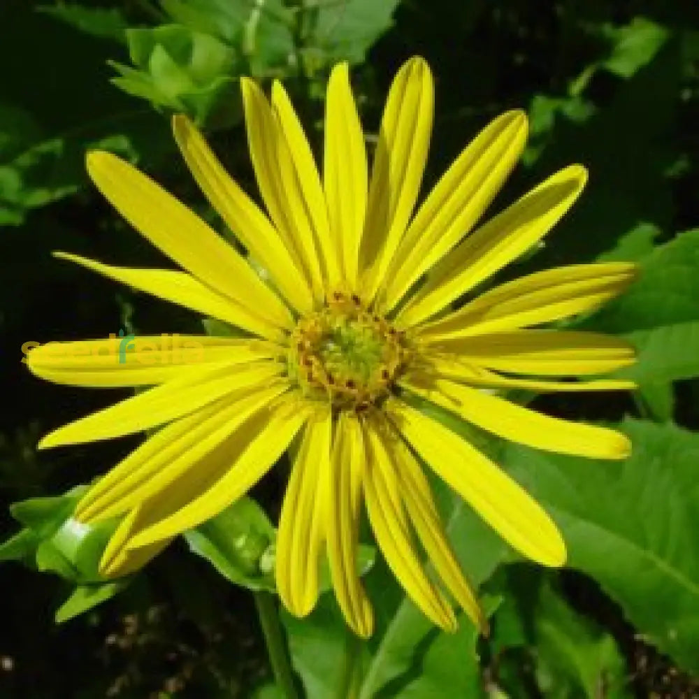 Gelb silphium perfoliatum blume samen for anpflanzung
