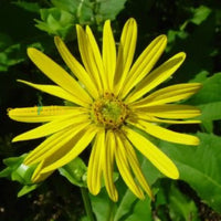 Gelb silphium perfoliatum blume samen for anpflanzung