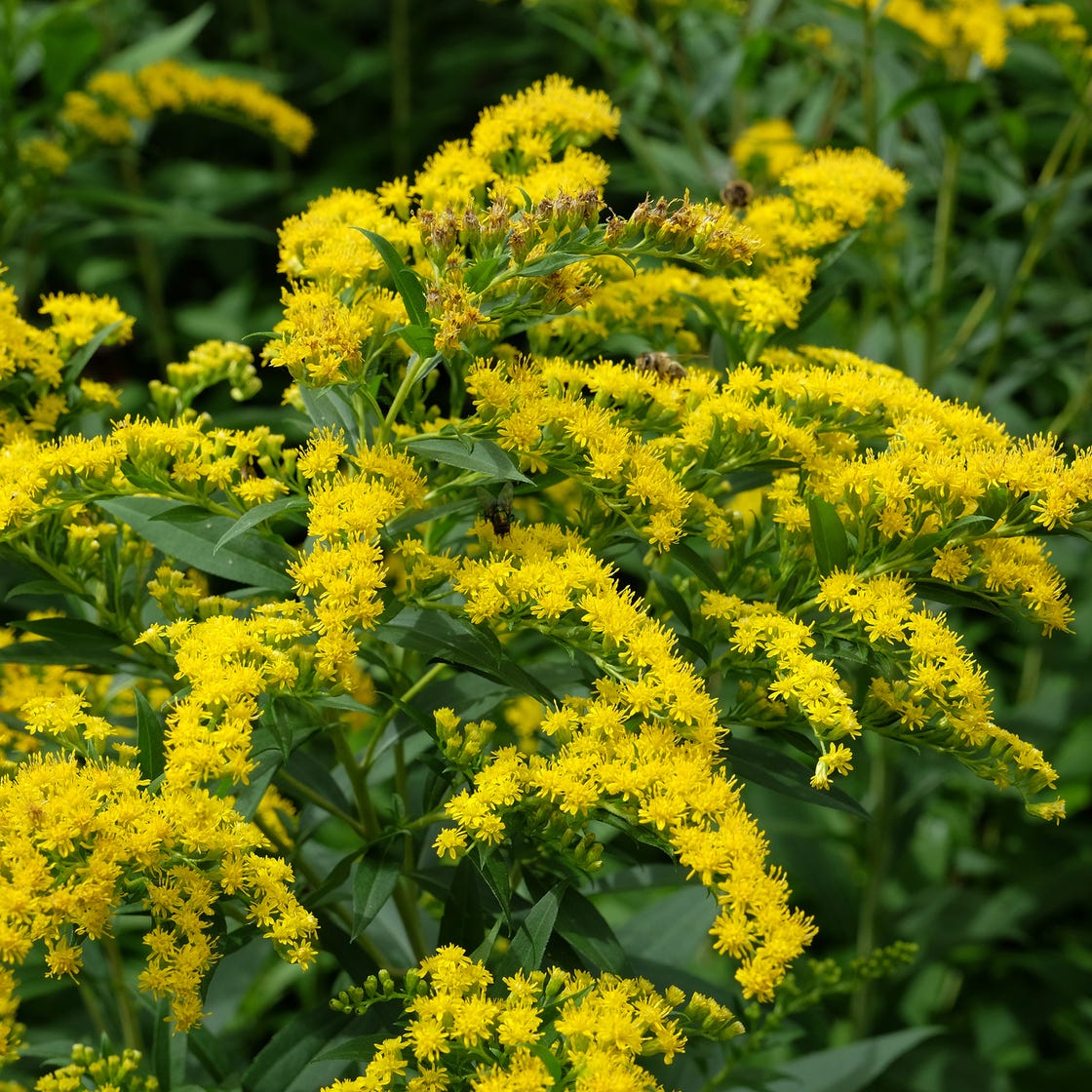 Gelb Solidago Blumensamen zur Aussaat – robust Sorte – Traditionssorte & ohne Gentechnik Samen Hausgarten