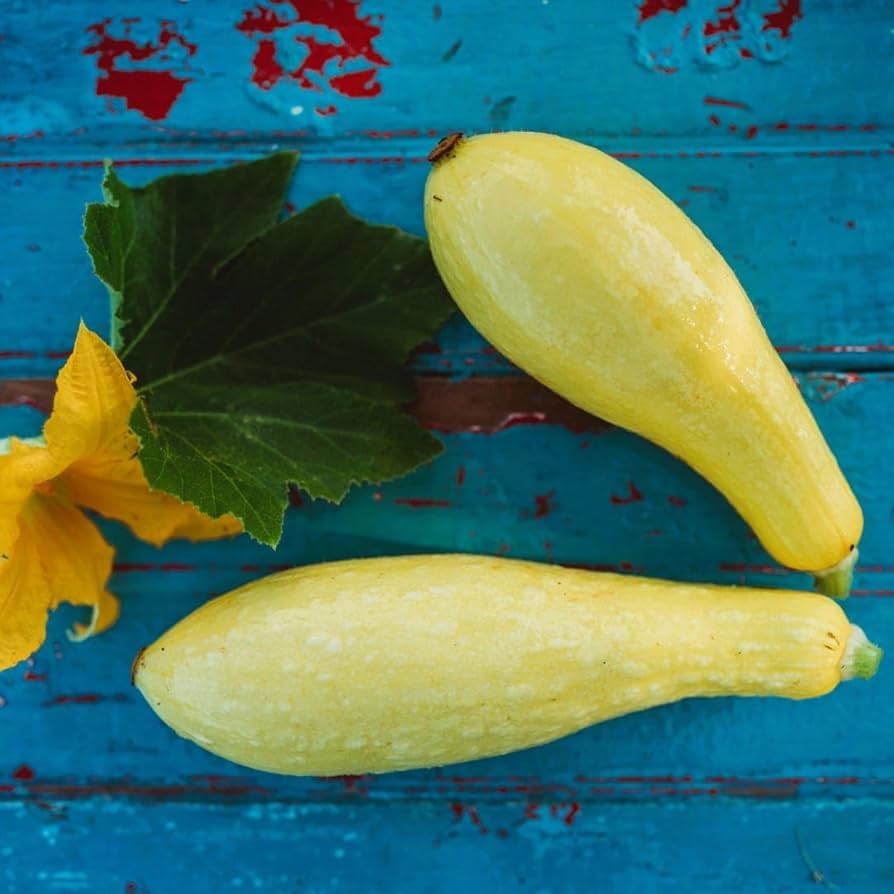 Gelbe squash samen für productive garten wachsend