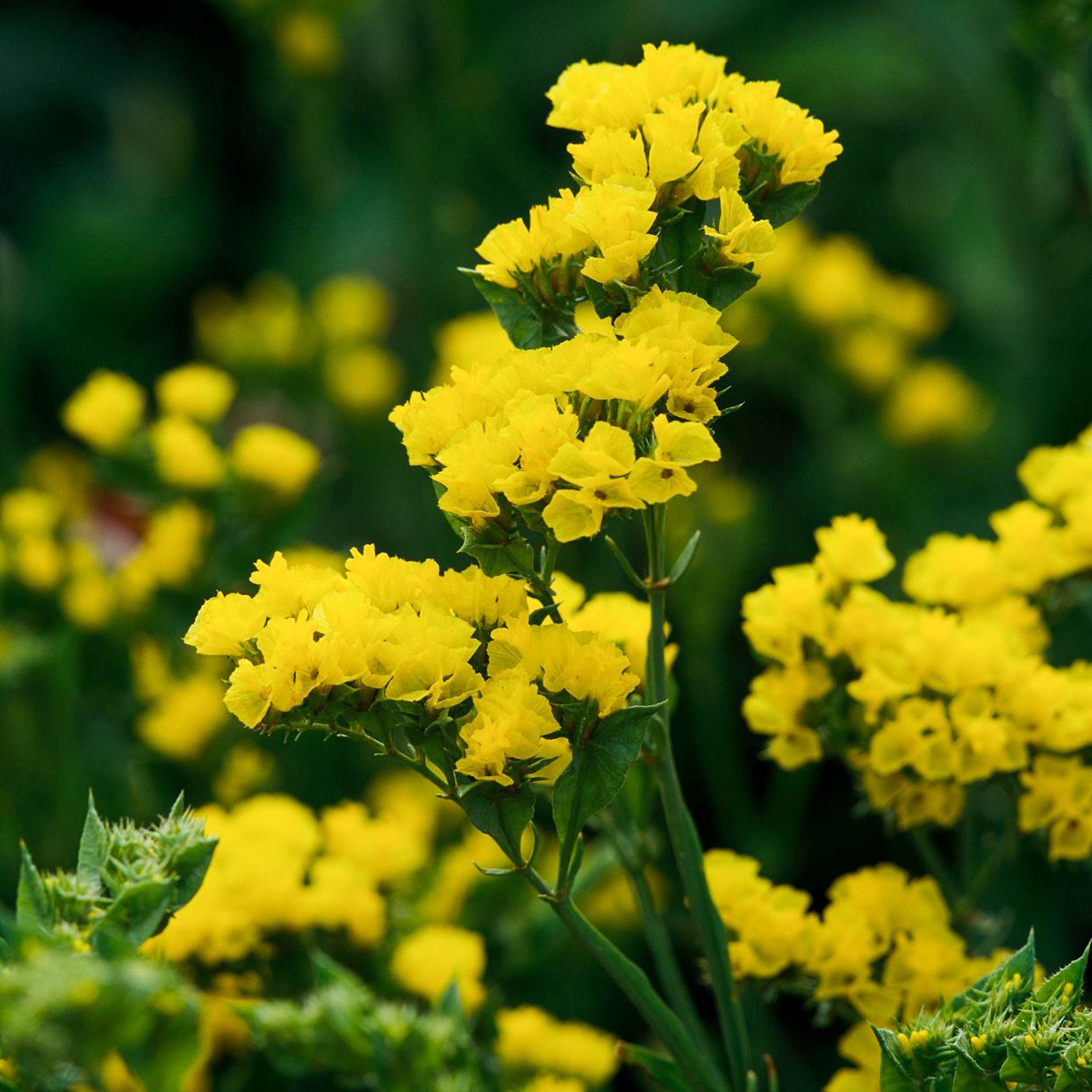 Gelb statice blume samen for anpflanzung