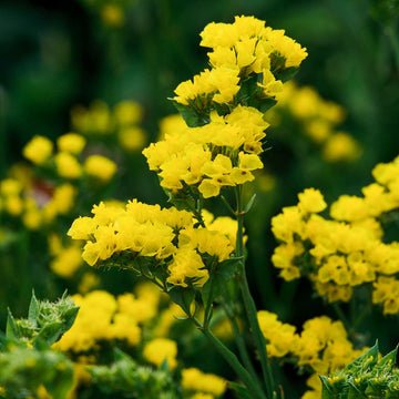 Gelb statice blume samen for anpflanzung