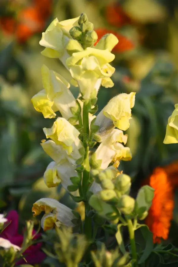 Levkoje Incana Gelb Blumensamen Frühling und Sommer Aussaat