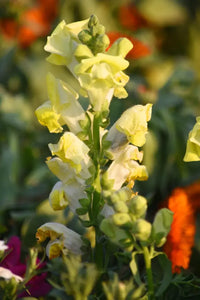 Levkoje Incana Gelb Blumensamen Frühling und Sommer Aussaat