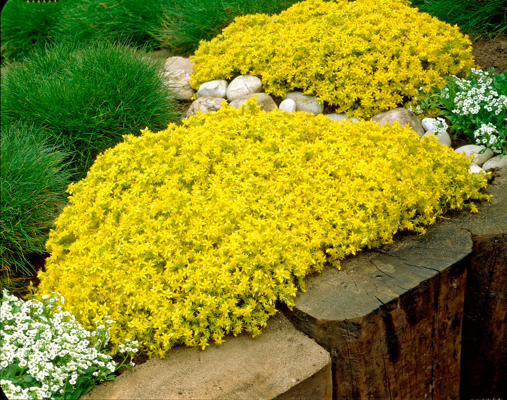 Gelb stonecrop samen for borders and rock gardens
