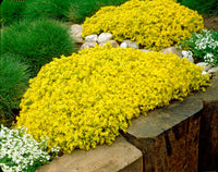 Gelb stonecrop samen for borders and rock gardens
