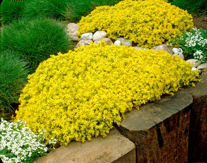 Gelb stonecrop samen for borders and rock gardens
