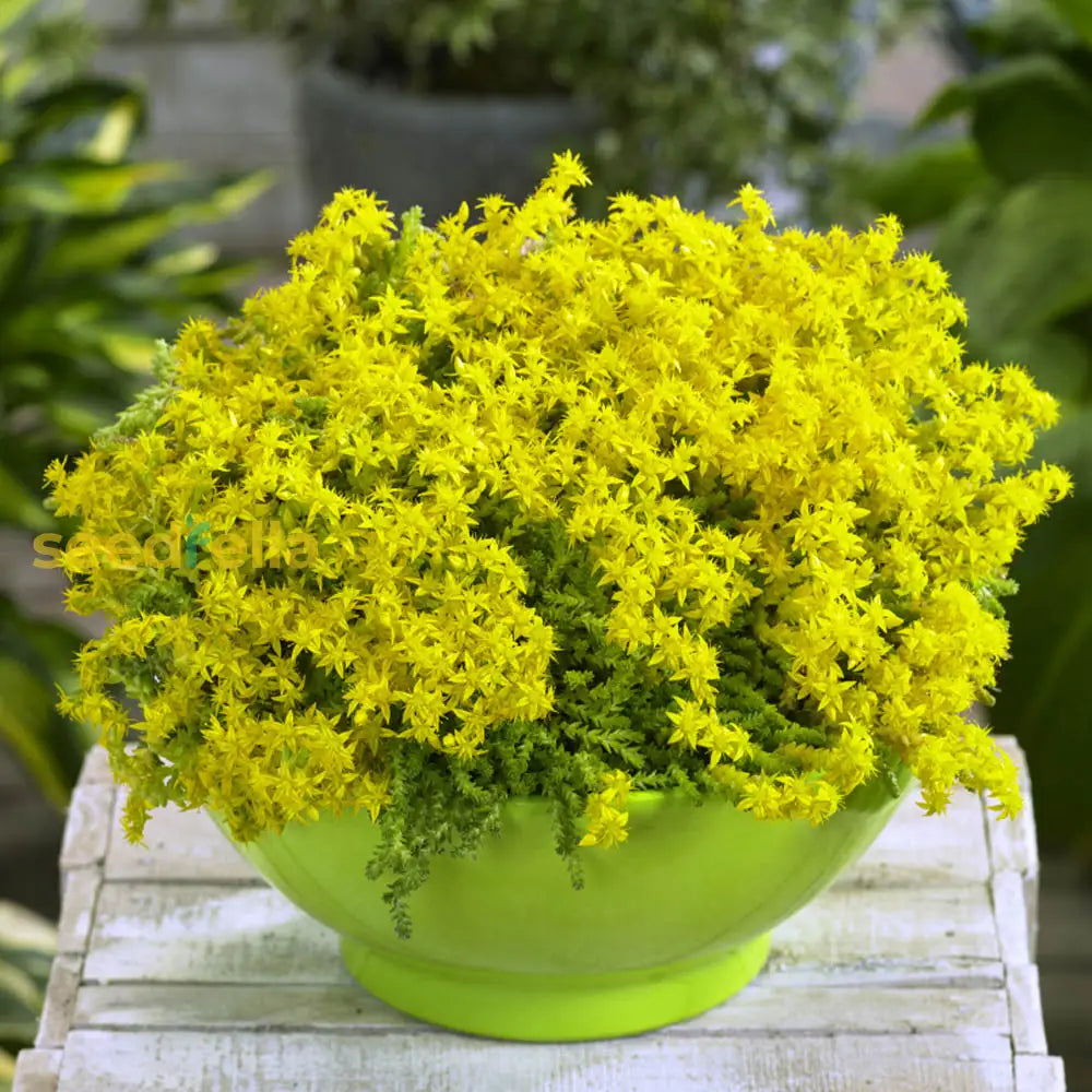 Gelb stonecrop samen for vibrant garten blooms
