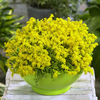 Gelb stonecrop samen for vibrant garten blooms
