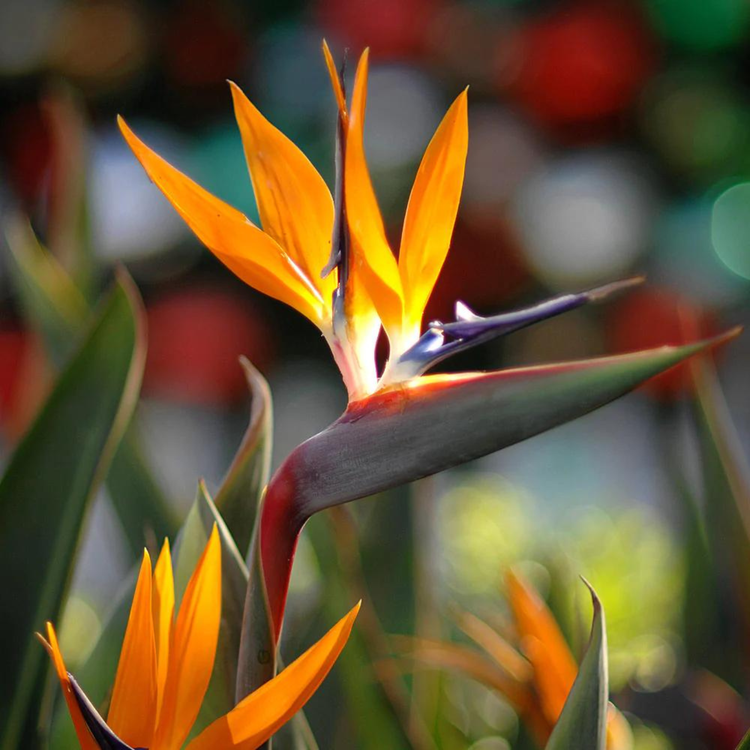 Gelb strelitzia blume samen for exotic garten anpflanzung