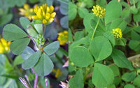 Grün Leaf Clover Blumensamen zur Aussaat farbenfroh Schau Traditionssorte & ohne Gentechnik Samen Hausgarten