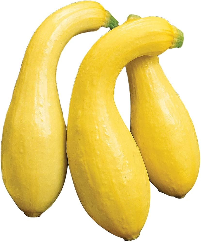Gelbe summer squash samen für home gardens