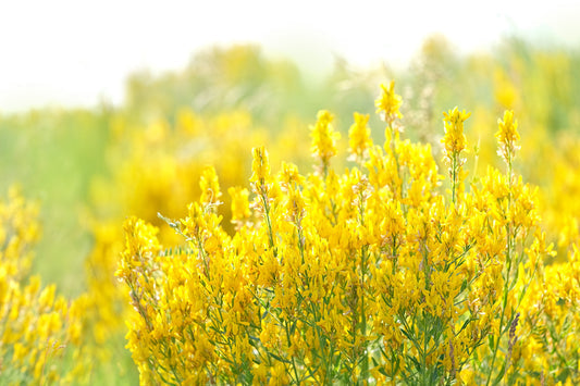 Packet of Yellow Sweet Clover Blume Samen