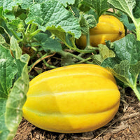 Freshly harvested gelbe süße melons aus garten