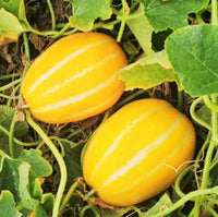 Mature gelbe süße melon pflanze with grüne vines and leaves