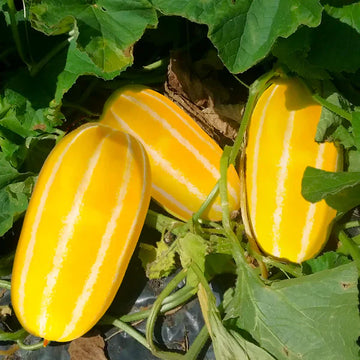 Gelbe süße melon samen für home gemüse garten aussaat