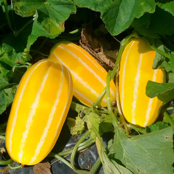 Gelbe süße melon samen für home gemüse garten aussaat