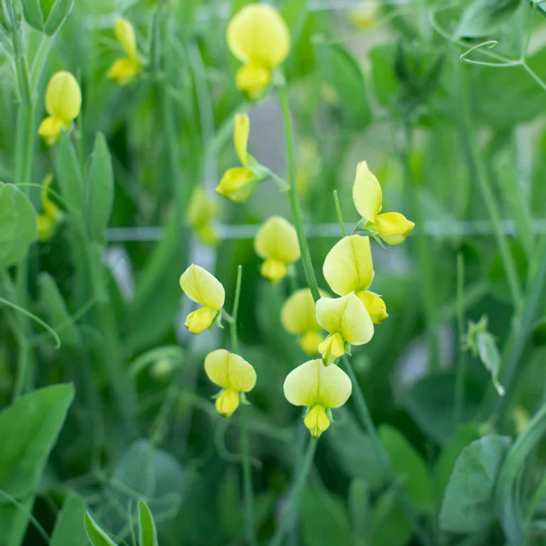 Gelb sweet pea blumen blooming in garten