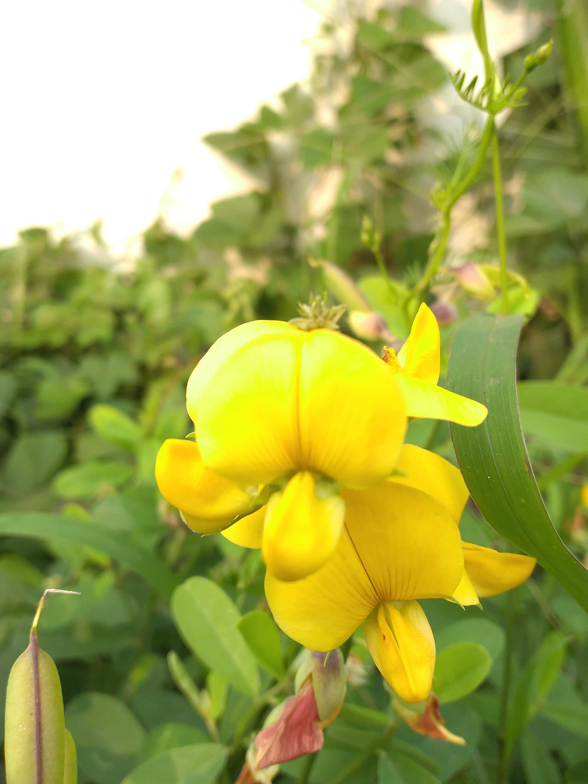 Gelb sweet pea blume samen for anpflanzung