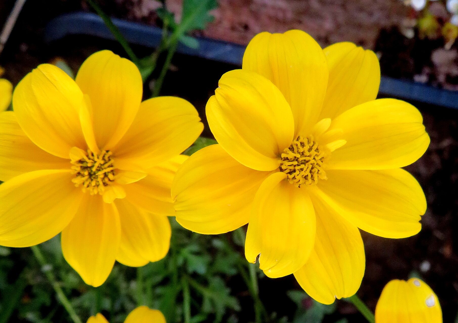 Gelb tagetes lemmonii blooms in garten