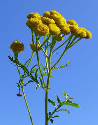 Yellow Tansy Anbau with fern-like leaves in a Garten