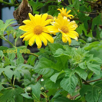 Gelb tithonia diversifolia samen