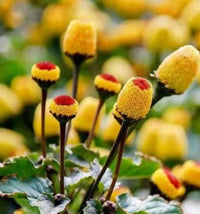 Gelb toothache pflanze blumen in bloom
