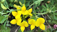 Gelb trefoil blume samen for garten and landscape anpflanzung