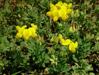 Gelb trefoil blume samen for anpflanzung – bright gelb blooms