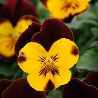 Gelb trichromatic pansy samen for garten anpflanzung