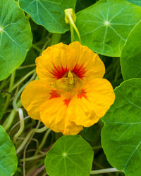 Gelb tropaeolum majus blume samen for anpflanzung