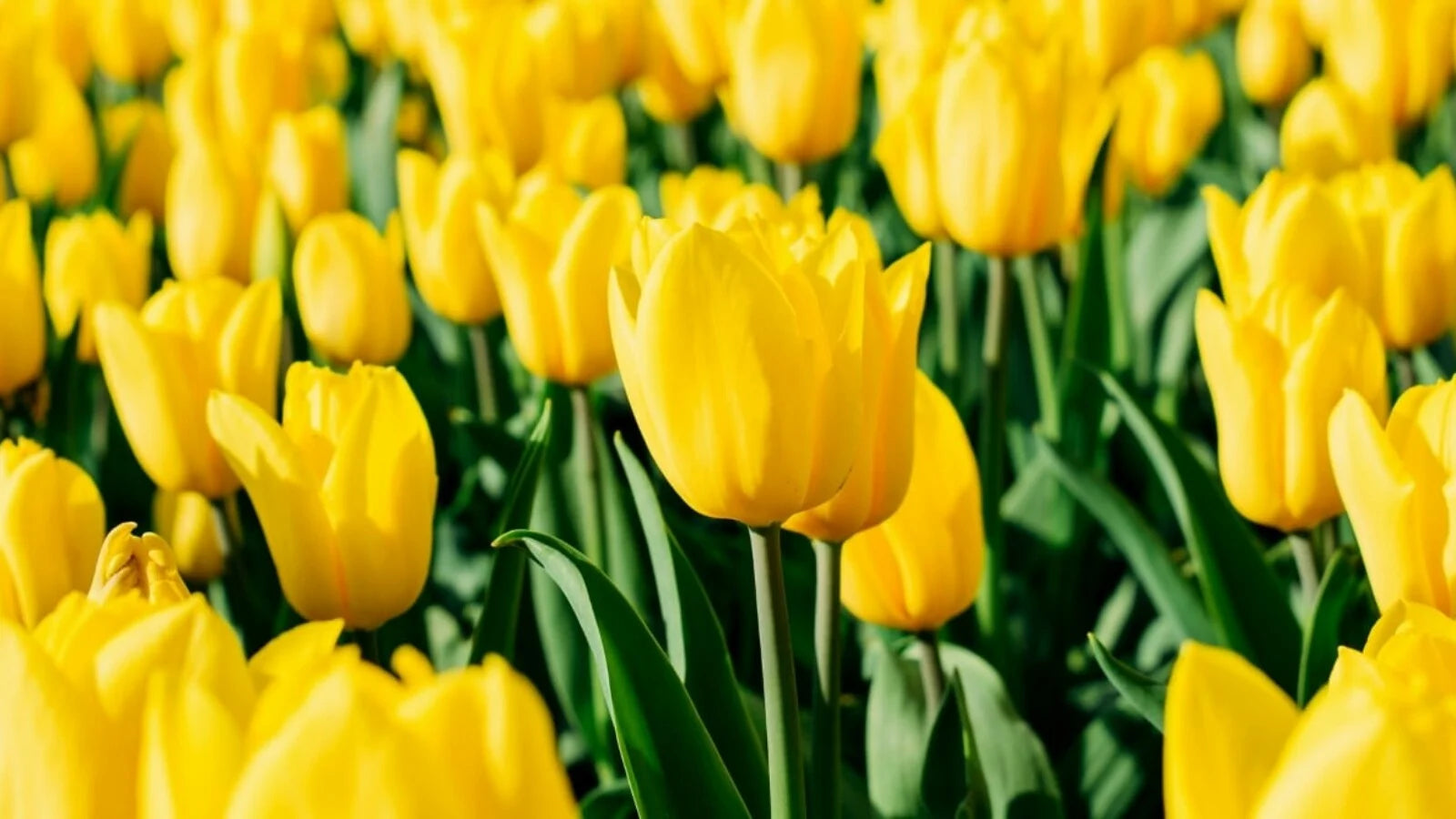 Blau Gelb Tulpe Blumensamen zur Aussaat farbenfroh Schau Traditionssorte & ohne Gentechnik Samen Hausgarten