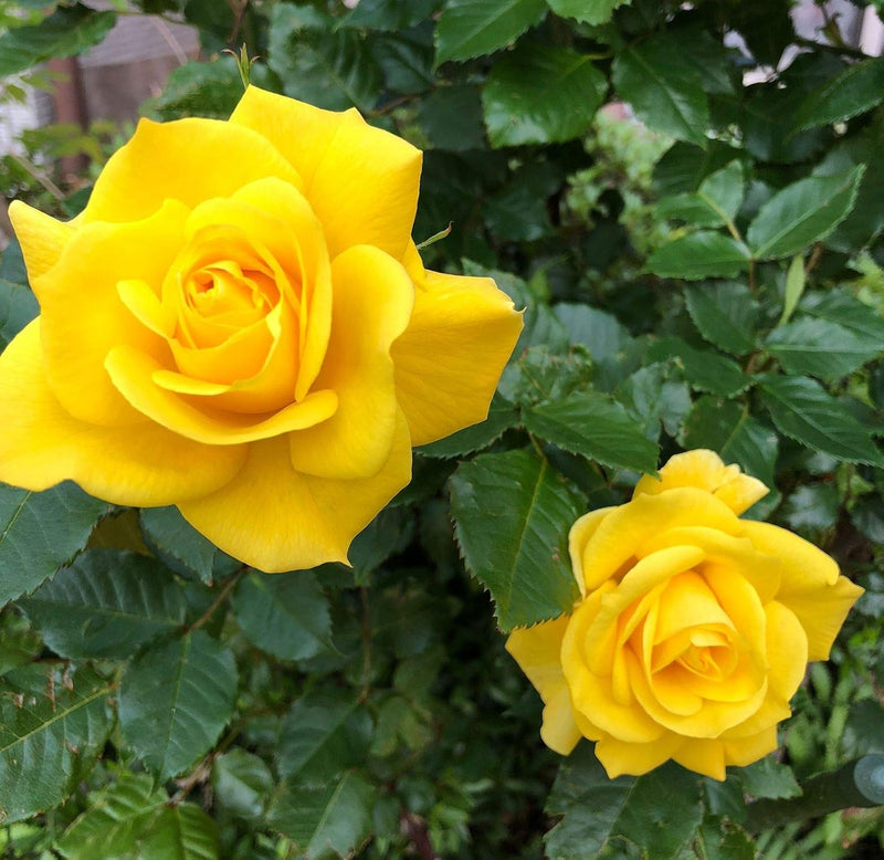 Gelb unique roses blume samen for anpflanzung